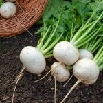 Potagères - Navet-Légume Rond Boule de Neige - face recto